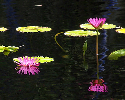 [There are three blooms in the image. One is blooming at the water's surface with its stem completely under water. A second bloom is fully closed with no color visible. The third bloom is on a tall stalk and is partially open in a vee shape. The blooms are pinkish purple and reflected in the water. There are a few circular lily pads flat on the water.]